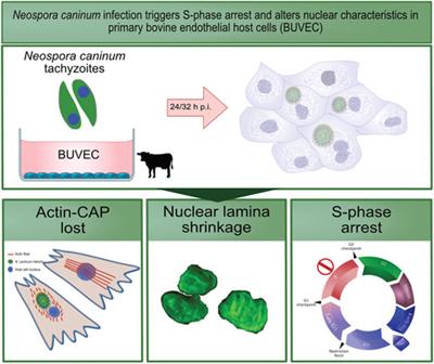 Neospora caninum Infection Triggers S-phase Arrest and Alters Nuclear Characteristics in Primary Bovine Endothelial Host Cells